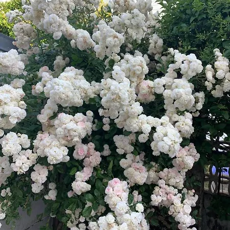 Nocleg ze śniadaniem D'hotes Les Petits Oiseaux