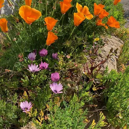 Bed & Breakfast D'hotes Les Petits Oiseaux