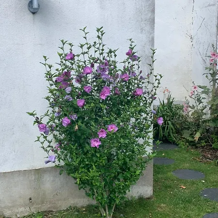 B&B D'hotes Les Petits Oiseaux 낭트