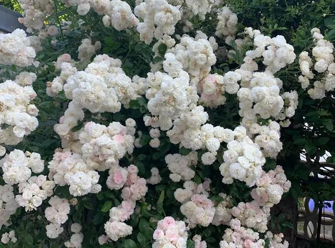 Bed & Breakfast D'hotes Les Petits Oiseaux