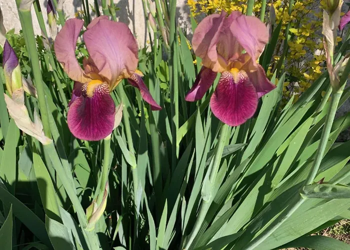 D'hotes Les Petits Oiseaux Bed & Breakfast