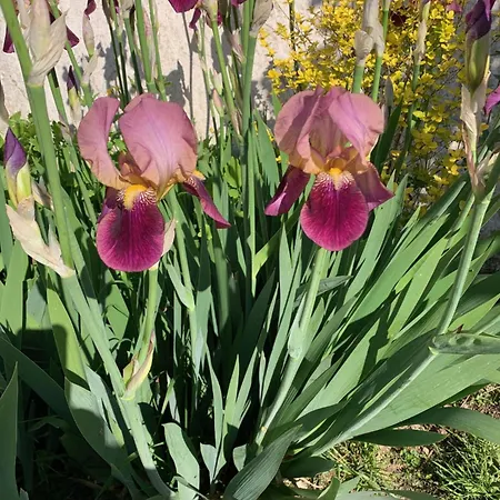 D'hotes Les Petits Oiseaux Bed & Breakfast