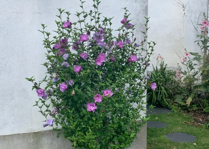 Alojamento de Acomodação e Pequeno-almoço D'hôtes Les Petits Oiseaux Nantes